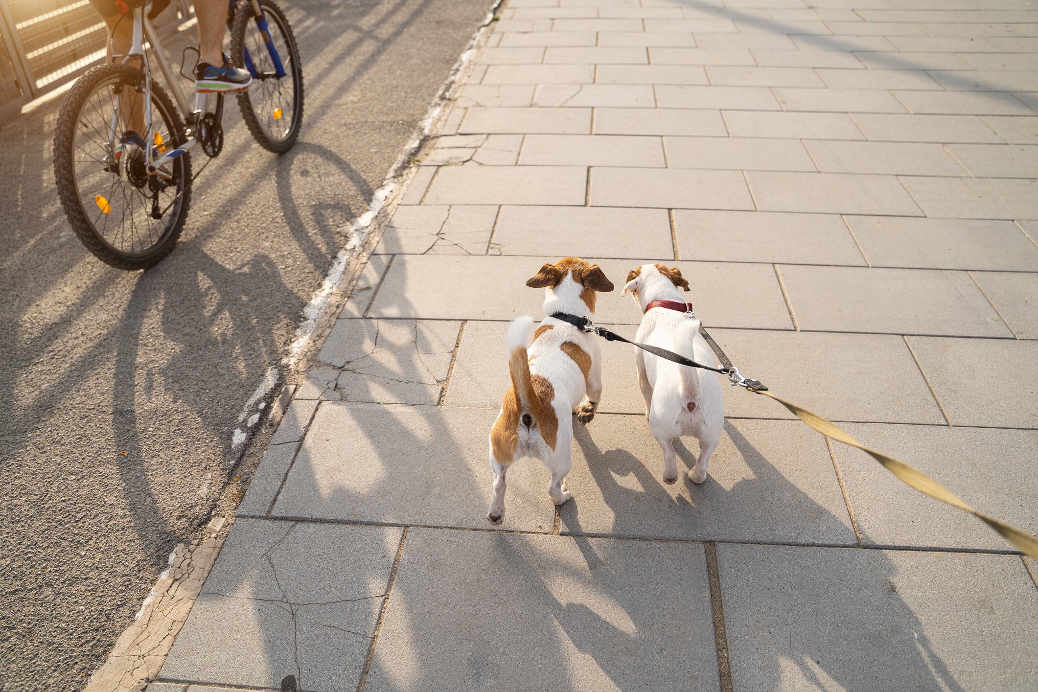 Novedad para los perros en la Ciclovía.