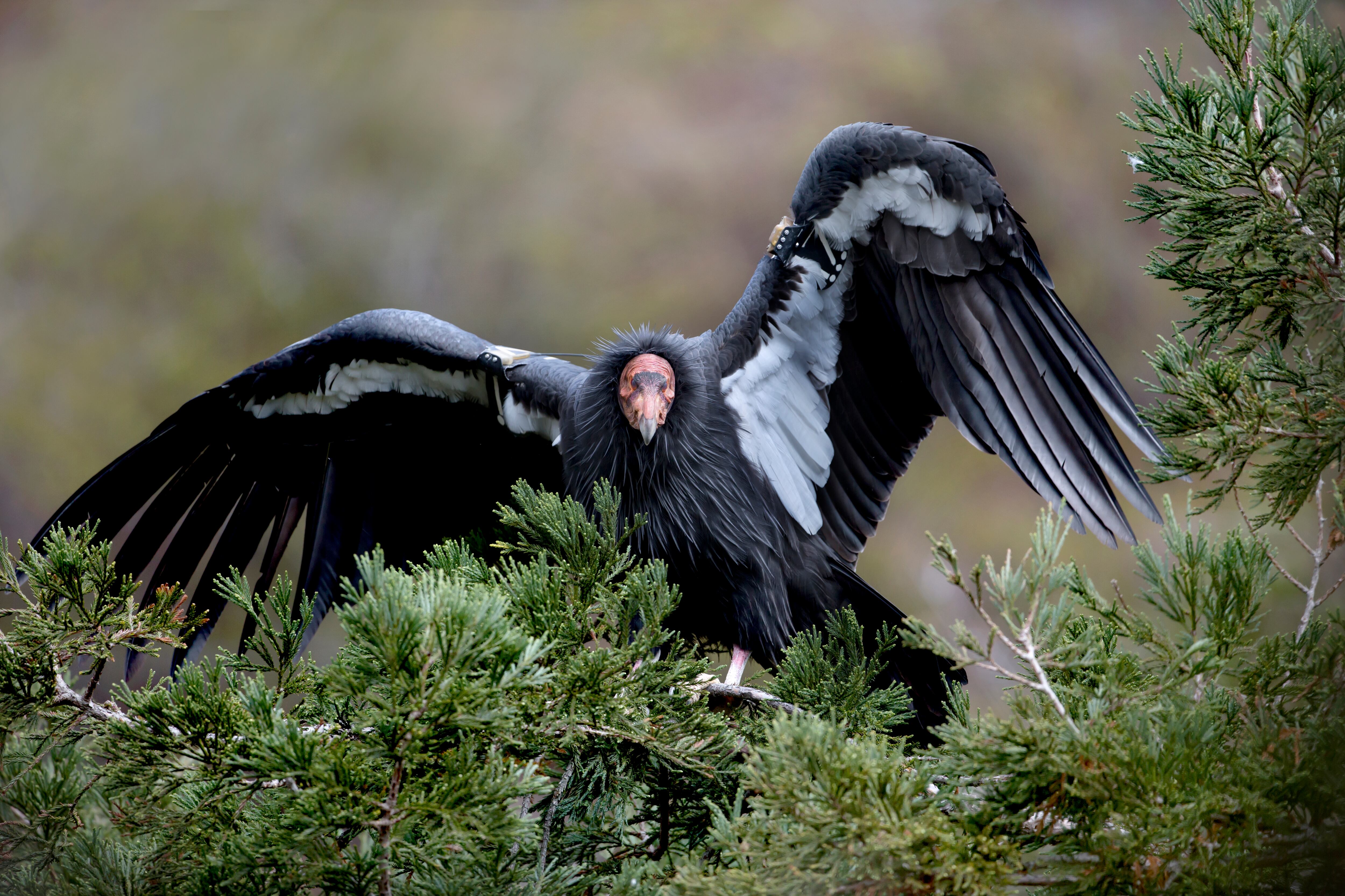 Condor california