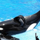 Tilikum era la ballena más importante en el programa de inseminación artificial del SeaWorld.