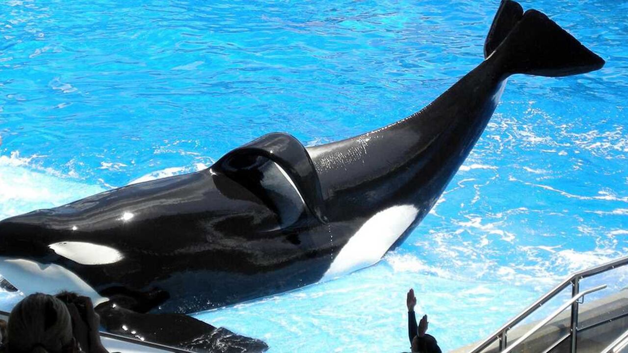 Tilikum era la ballena más importante en el programa de inseminación artificial del SeaWorld.