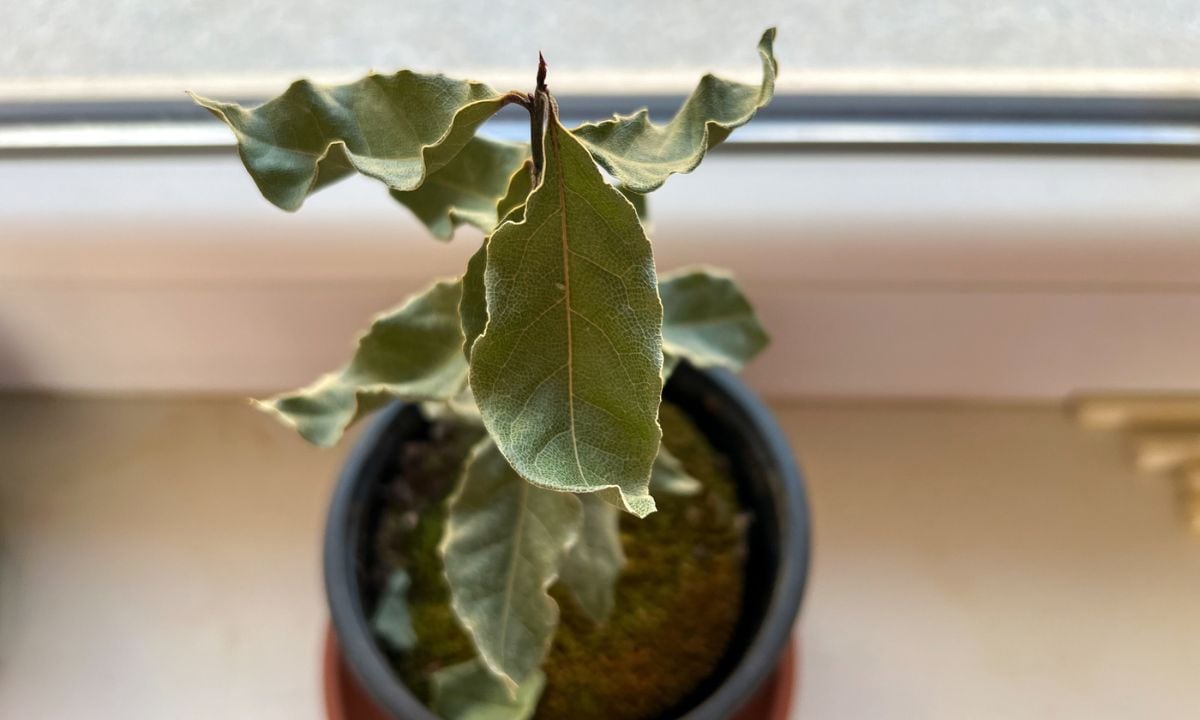 Así se debe cuidar un laurel en maceta.