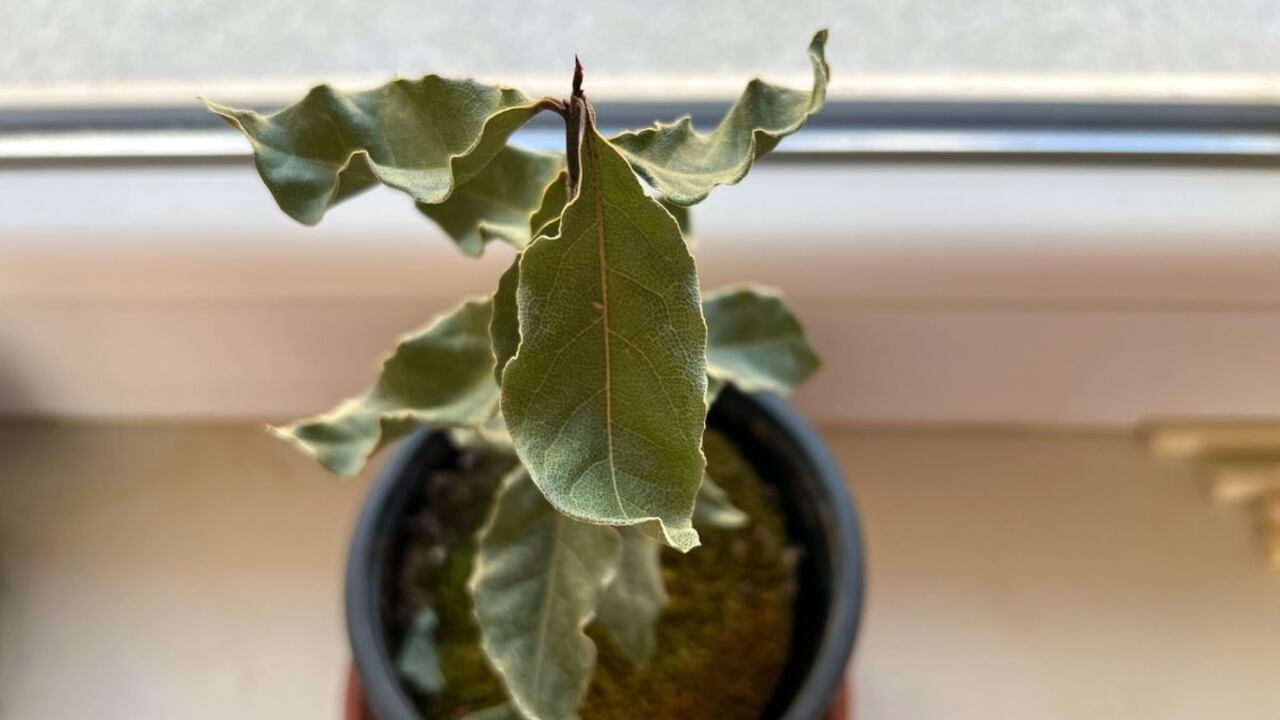Las hojas de laurel también son populares en la gastronomía.