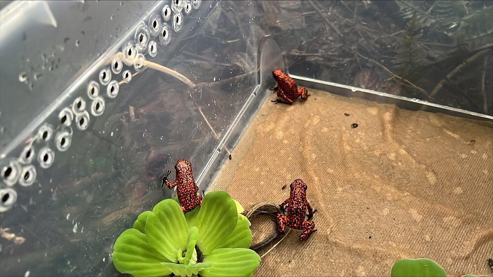 Ambas instituciones vienen realizando acciones pertinentes para que las comunidades entiendan la importancia de mantener a estas especies en sus lugares de origen.