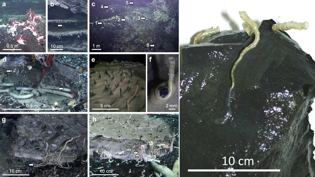 Lejos de la superficie, la cooperación entre bacterias y animales permite que la vida florezca en lo profundo del mar.