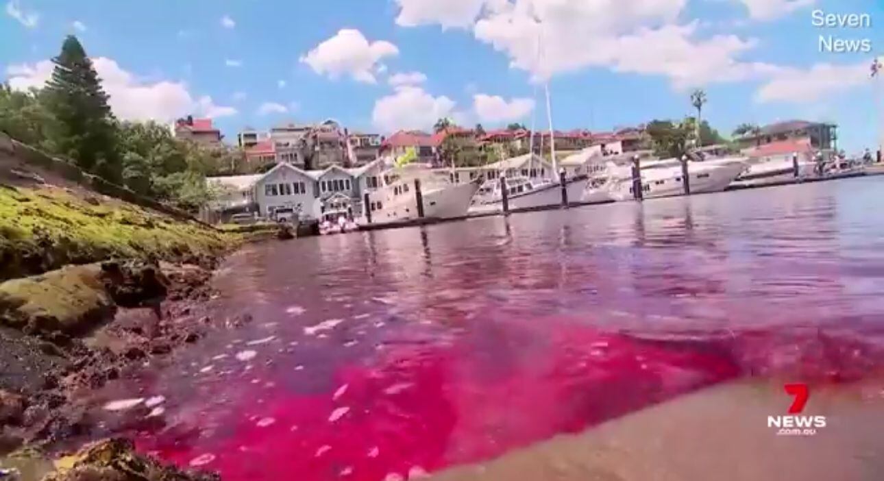 Las autoridades aseguraron que hasta el momento no se conocen detalles de la procedencia del color rojo en el agua
