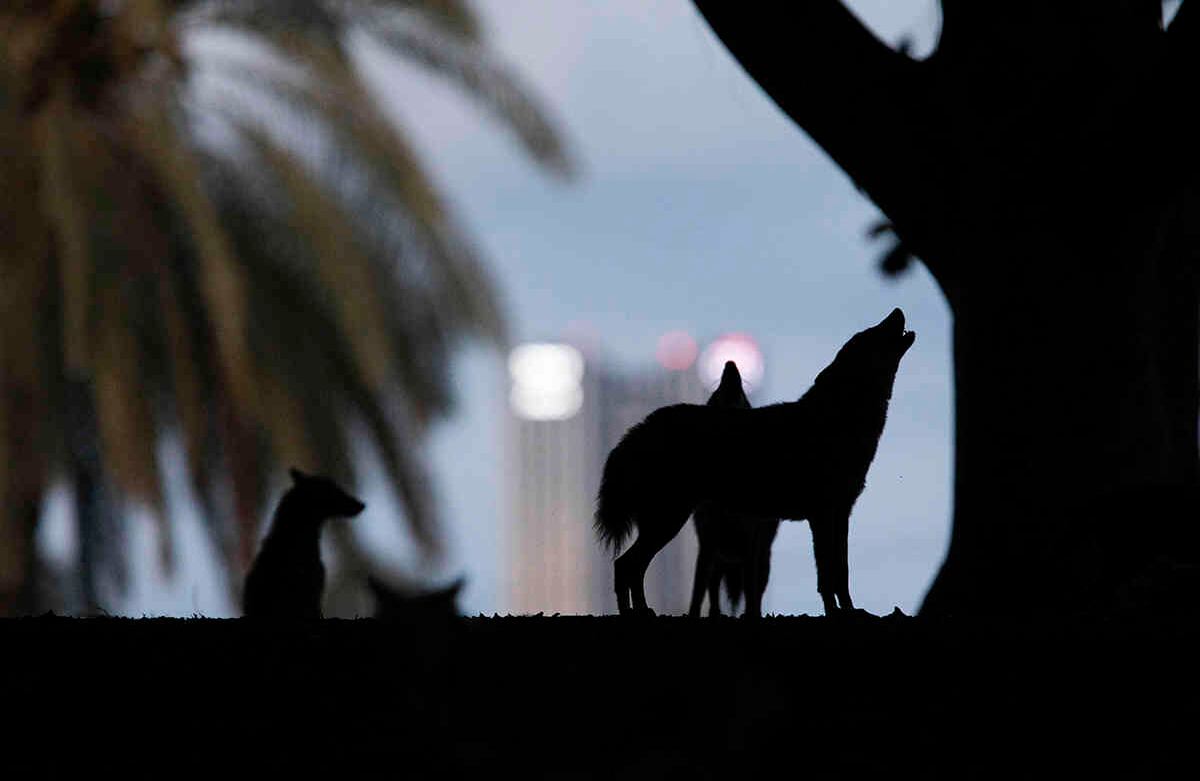 Los chacales aúllan en el Parque Hayarkon, en el corazón de Tel Aviv, Israel, el 9 de abril de 2020. Con Tel Aviv encerrado debido a la crisis del coronavirus, y el parque, como la mayoría de la ciudad, casi vacío, animales tímidos se han aventurado, alcanzando áreas donde rara vez se les veía mientras buscan comida.  AP Photo/Oded Balilty