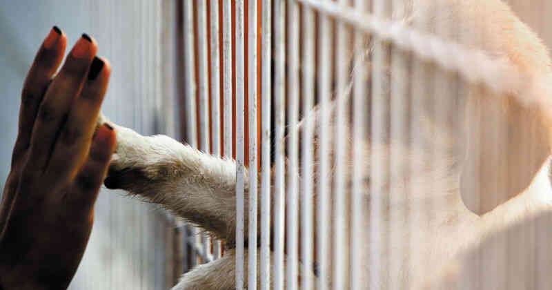 El refugio recibió más de 800 mensajes de personas que preguntaban sobre la adopción de Ronald.