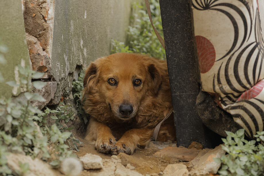 Ciudad Bolívar, Usme, San Cristóbal, Suba y Engativá son en este momento las localidades con mayor positividad para este virus.