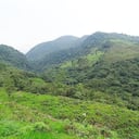 Investigadores creen que la distribución de V. voragine se limita a estas zonas, donde los bosques son altamente conservados. Foto: Jhon Zamudio.