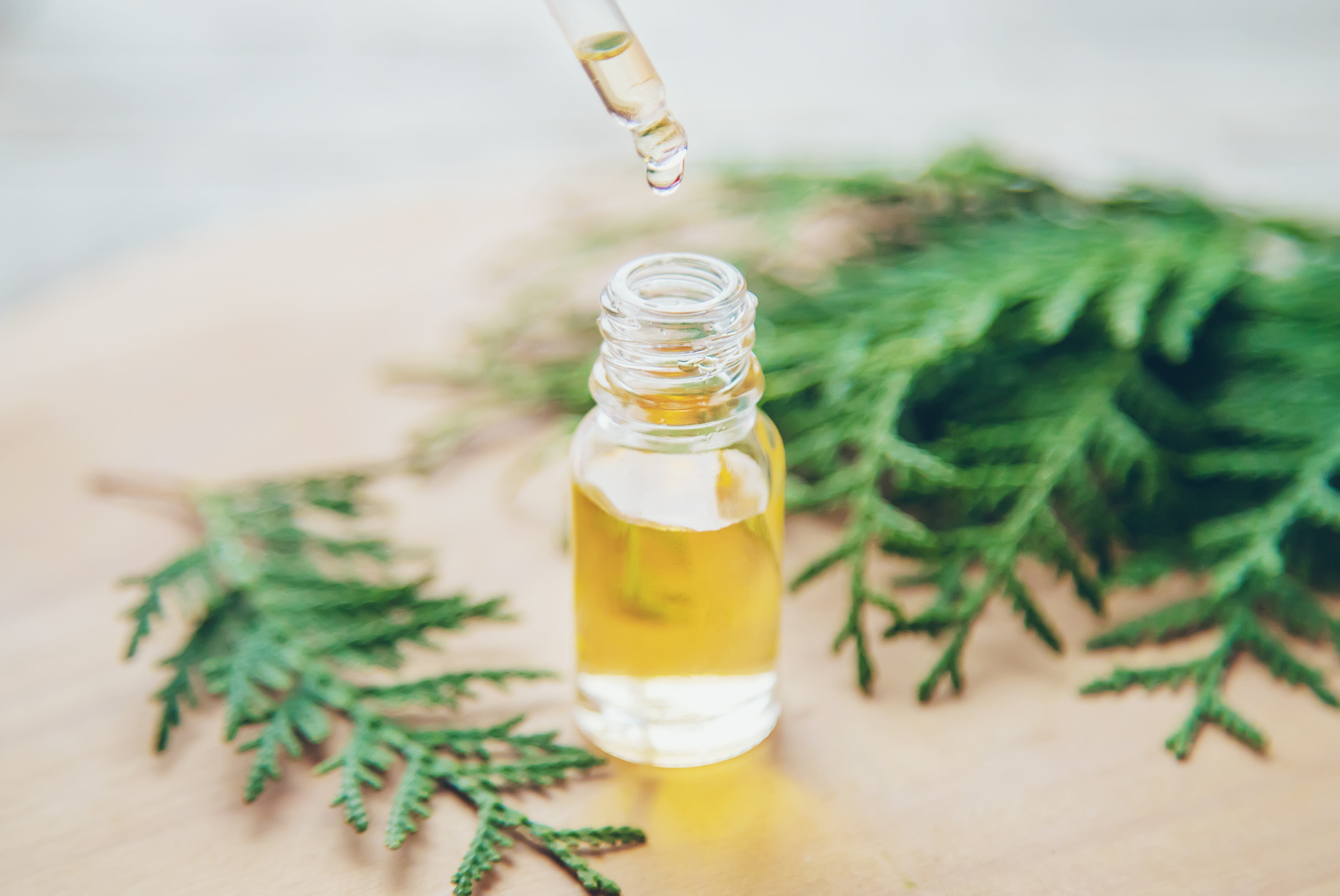 Debido a sus propiedades, el ciprés es utilizado para combatir diversas enfermedades.