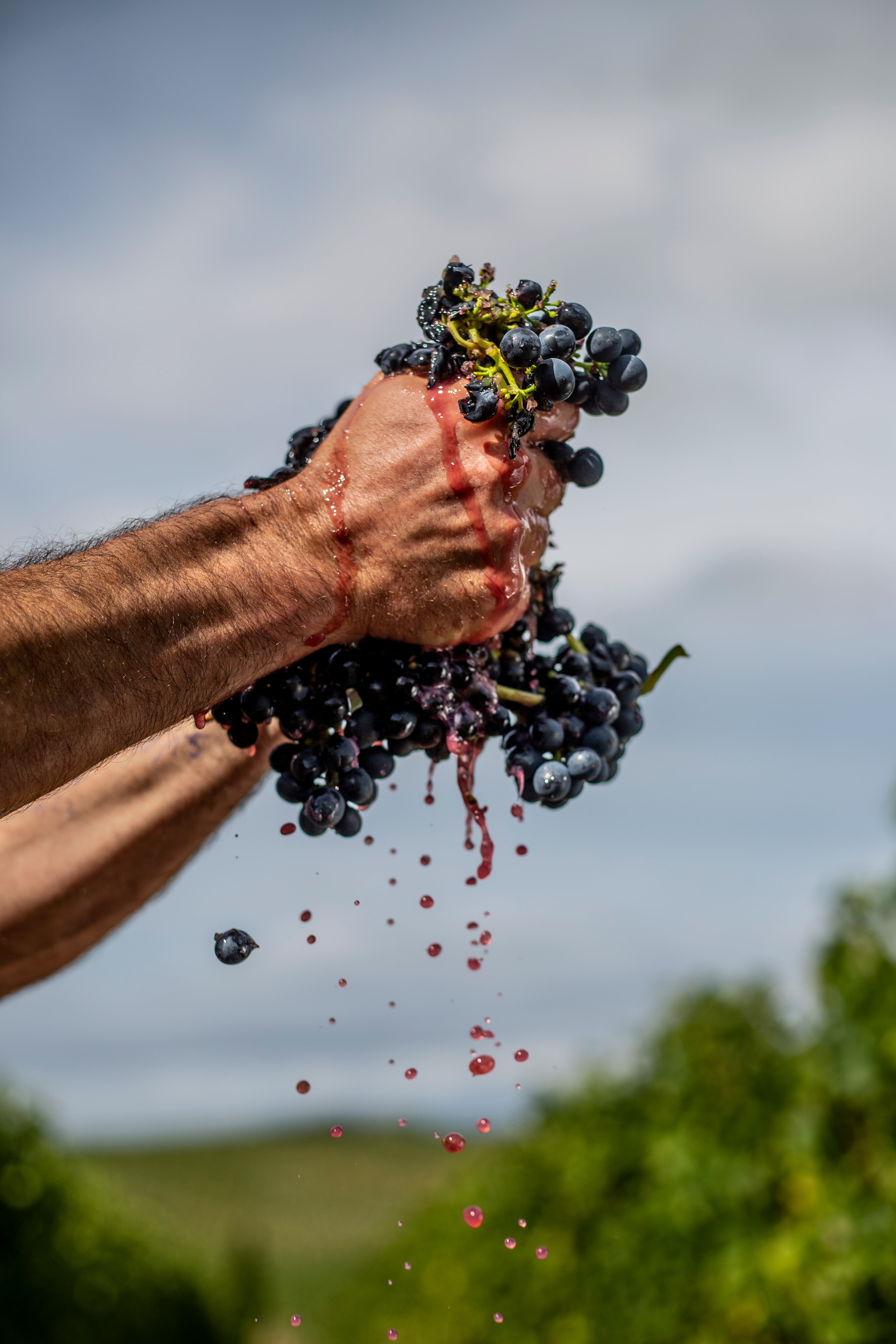 Producción de vino en la viña AdegaMãe de Portugal.