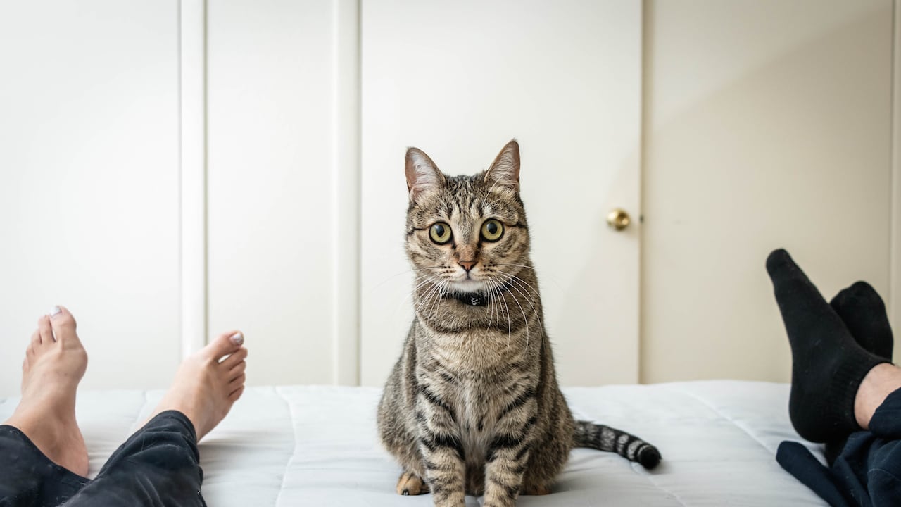 Cuidar y mimar a un gato puede brindar una sensación de propósito y responsabilidad.