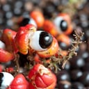 Los beneficios que tiene la guaraná en el organismo.