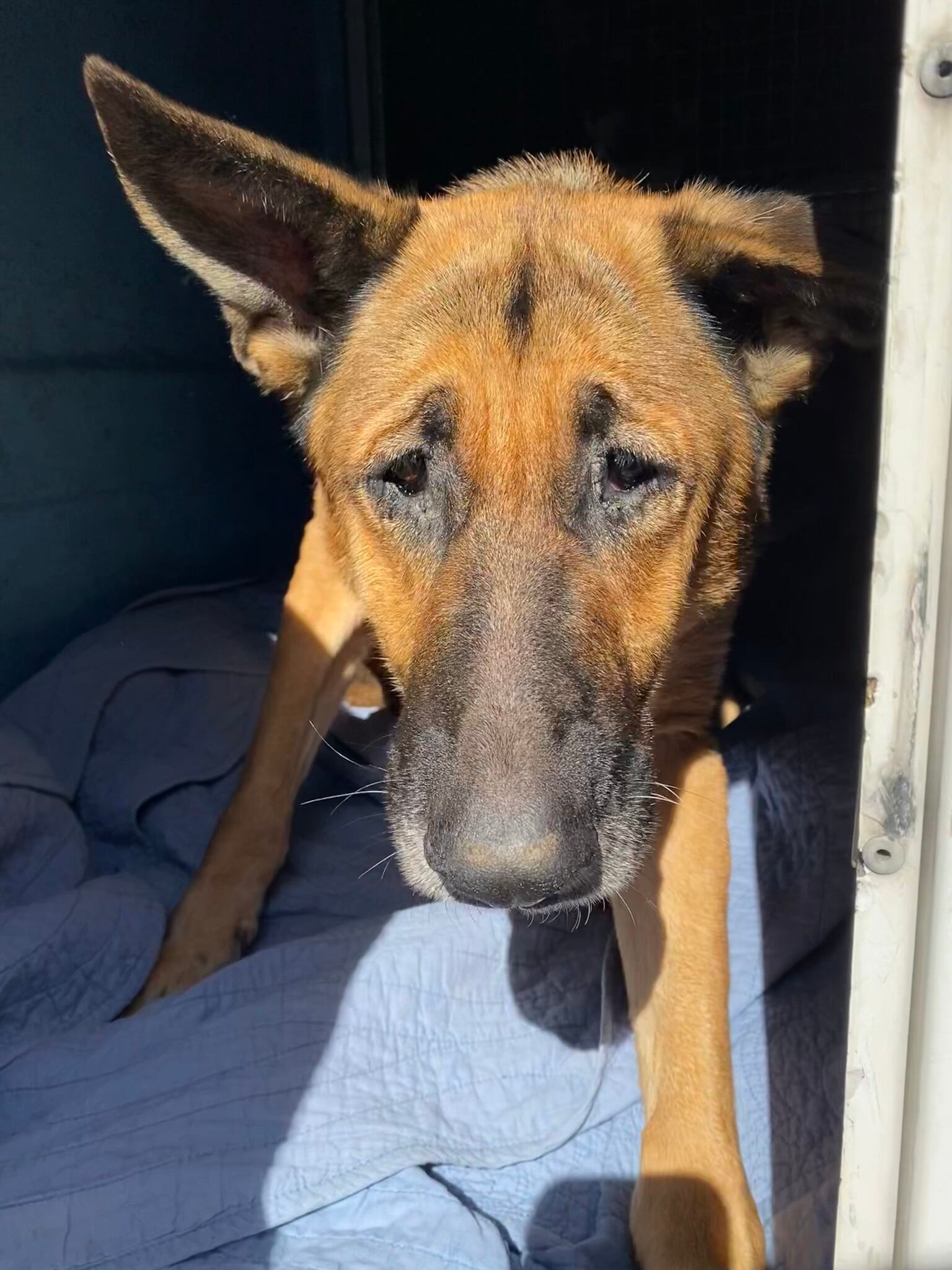 Los perros mostraron signos de maltrato y desnutrición