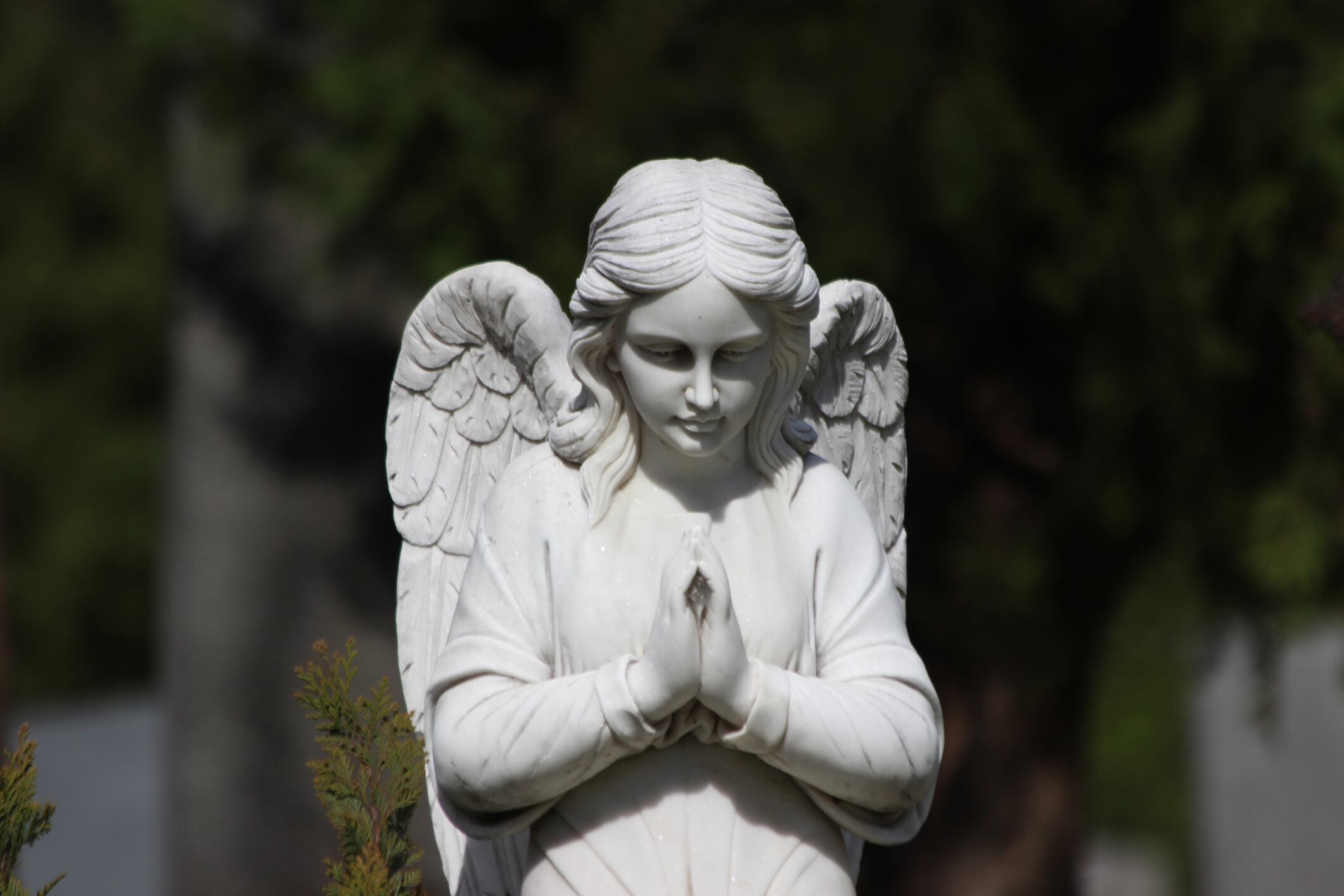 angel made of stone from the front, spread wings, praying hands, only upper body, central cemetery, vienna