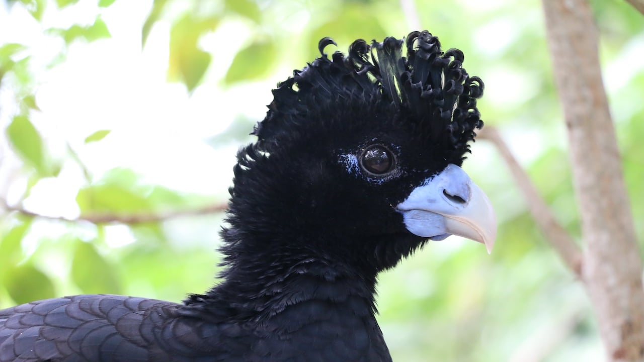 El paujil piquiazul, una especie endémica del norte de Colombia.