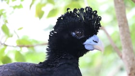 El paujil piquiazul, una especie endémica del norte de Colombia.