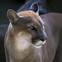 El 9 de noviembre otro felino de esta especie fue arrollado en un la vía Medellín - Bogotá.