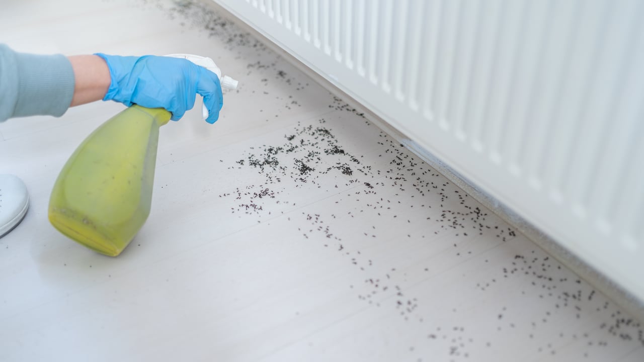 Las hormigas pueden convertirse en un problema muy molesto.