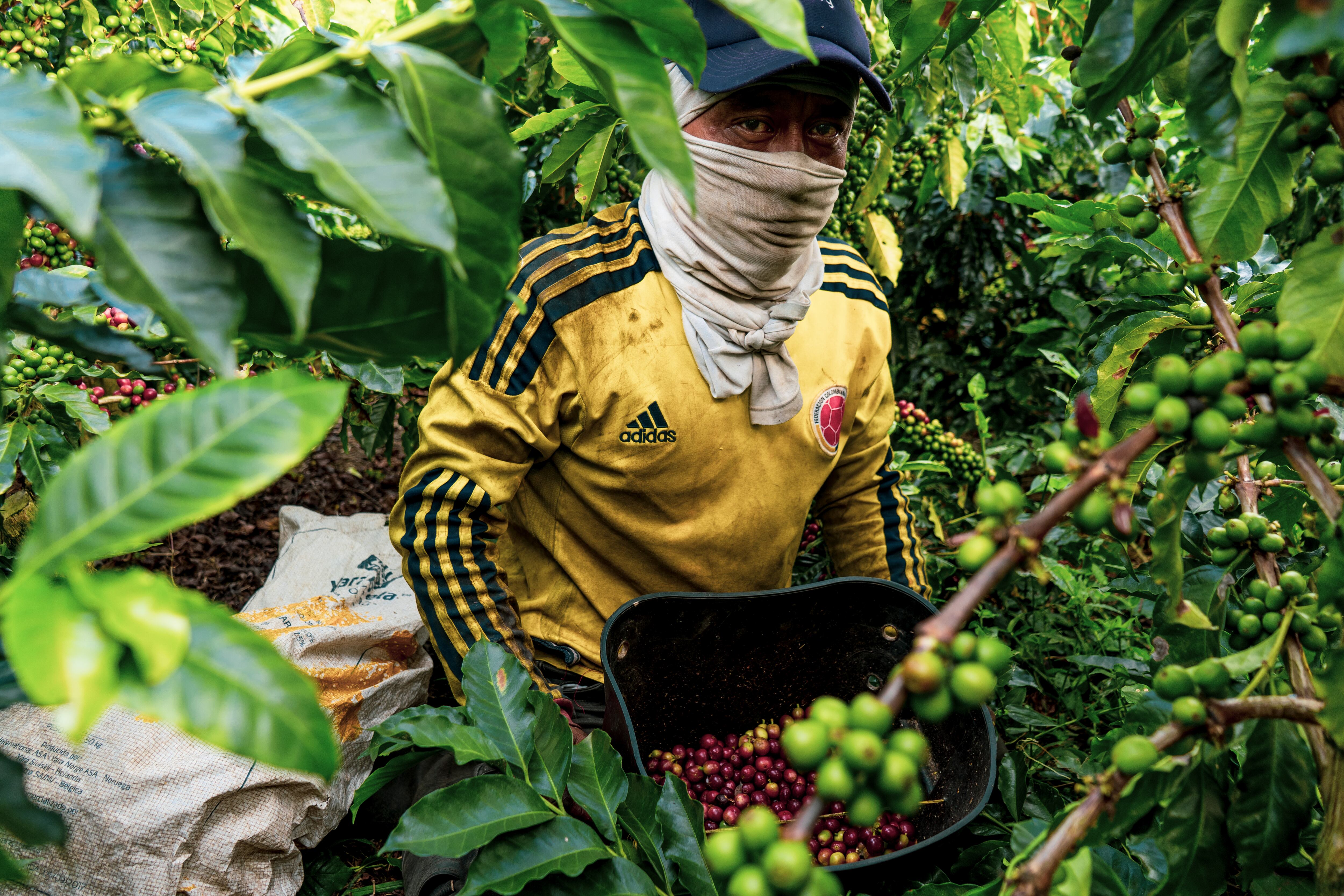 Cafeteros se preparan ante el Fenómeno de El Niño.