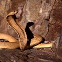 La serpiente apareció en un avión en pleno vuelo