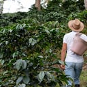 Productor de café caminando por la plantación de café. Plantas de café. Hombre vestido con sombrero de campesino.