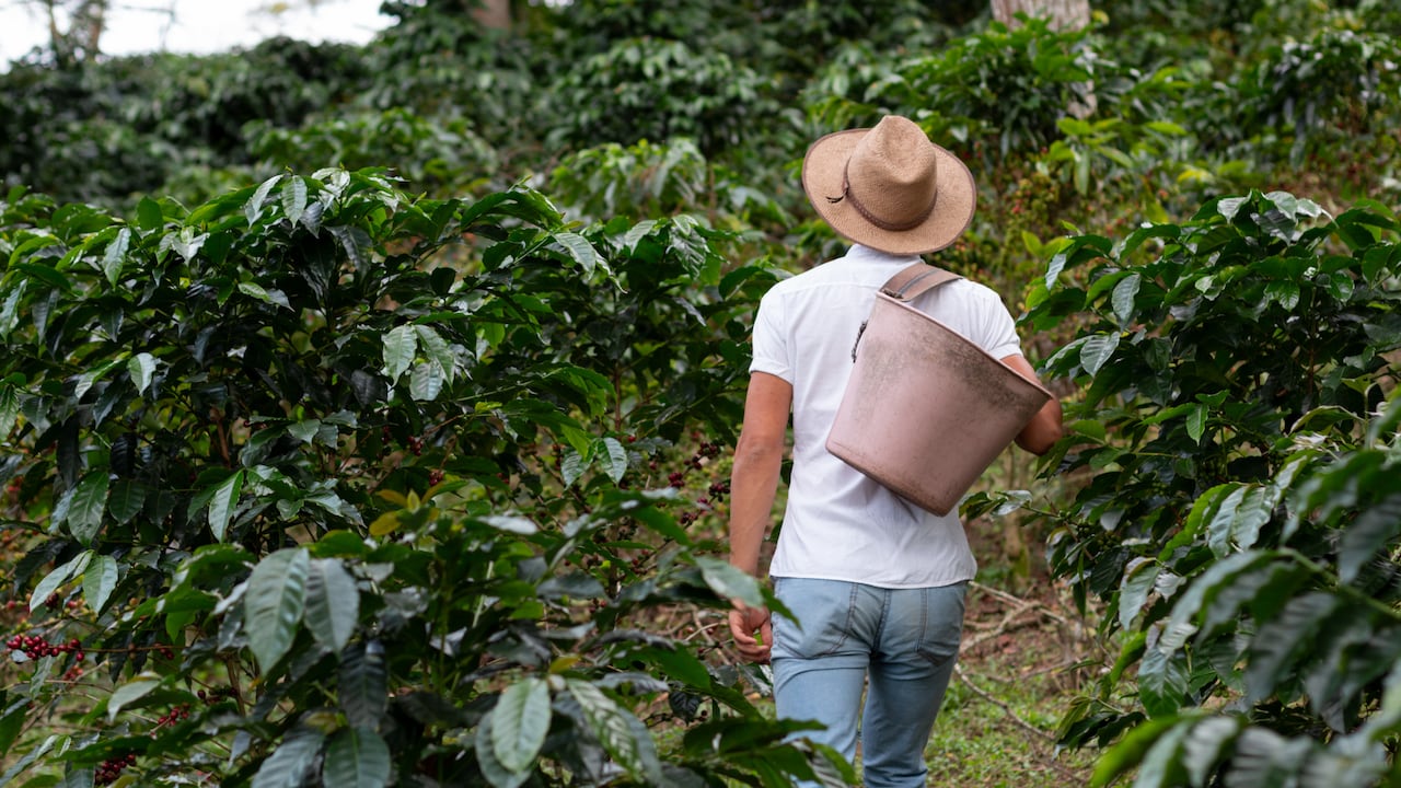 En el departamento del QUindío necesitan recolectores de café