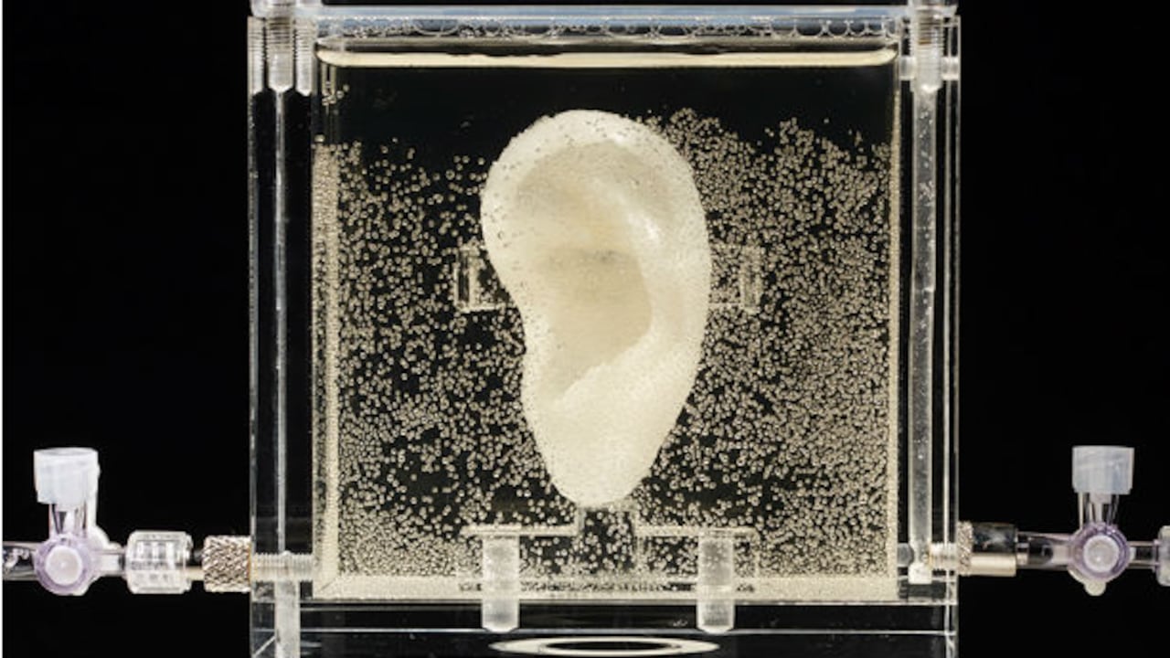 La oreja está hecha de células humanas cultivadas a partir de muestras suministradas por un pariente lejano de Vincent van Gogh, en el Centro de Arte y Medios en Karlsruhe, Alemania, el pasado 3 de junio. La artista Diemut Strebe dice que quiere combinar el arte y la ciencia.