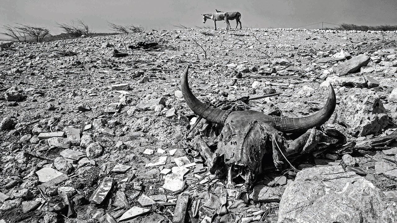Mulas y restos al sol en Castilletes, Alta Guajira, 2016