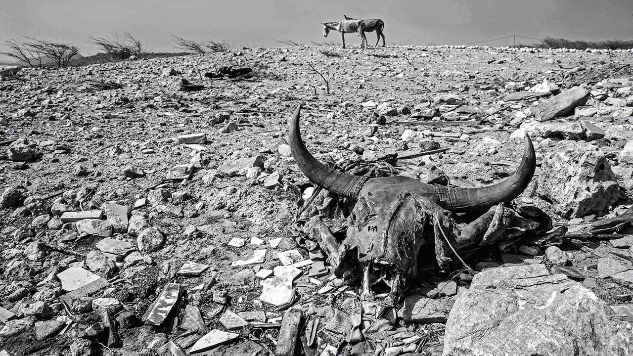 Mulas y restos al sol en Castilletes, Alta Guajira, 2016