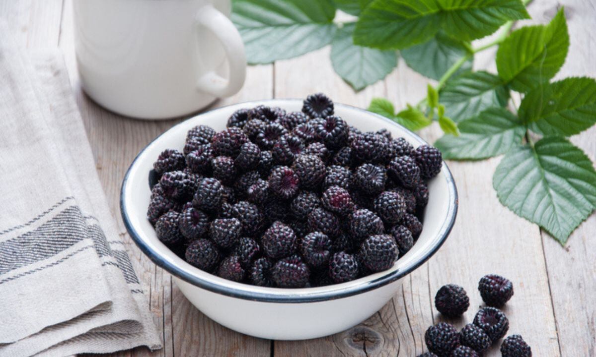 El nombre científico de esta fruta es Rubus occidentalis.