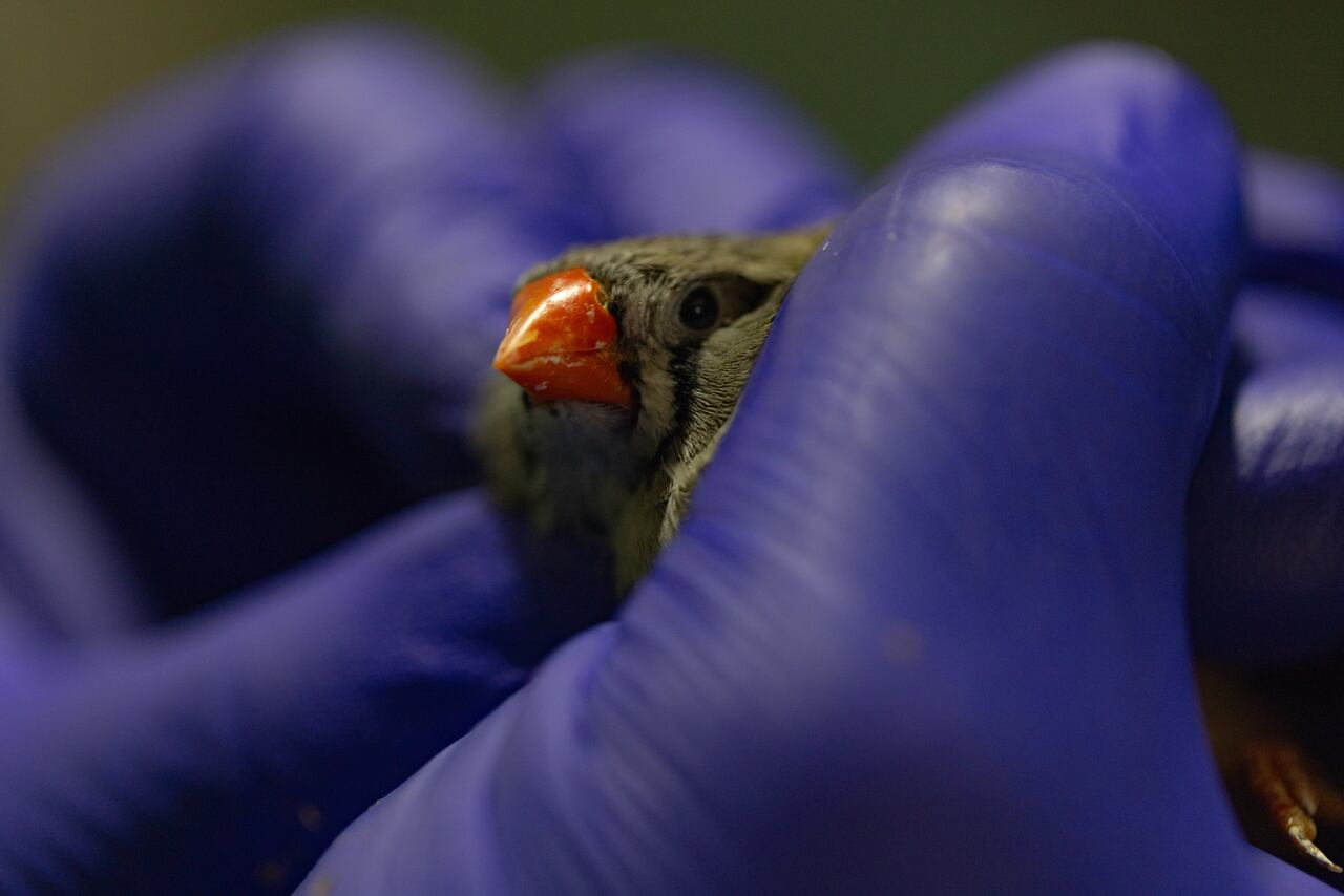 Se encontraban aves ornamentales, patos, conejos, gallinas, palomas, curíes, hámster, entre otros más.