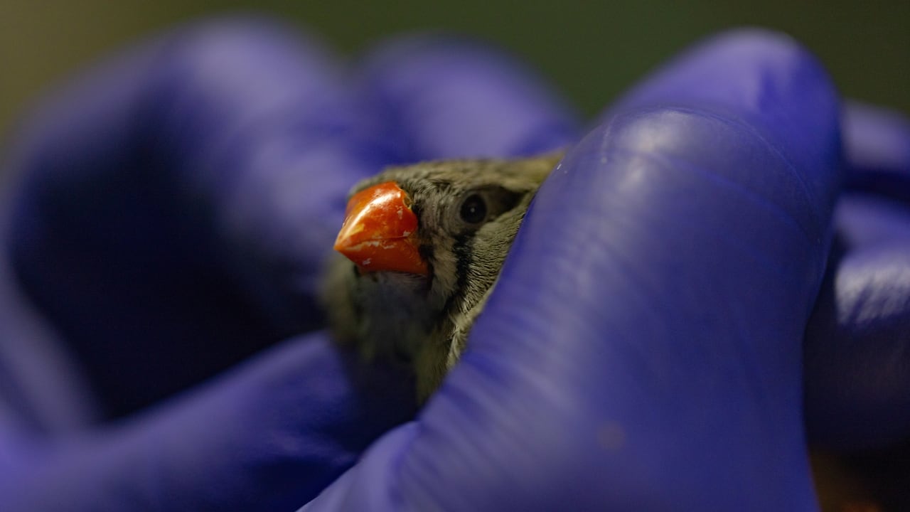 Aves, conejos, ratones y demás animales no podrán ser usados para experimentos científicos. Foto de referencia.