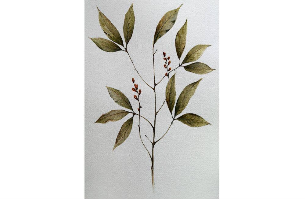 Raputia santosii de la familia Rutaceae, que hace mención al Presidente Juan Manuel Santos por ser el gestor de la iniciativa Colombia Bio y de la firma del acuerdo de paz.