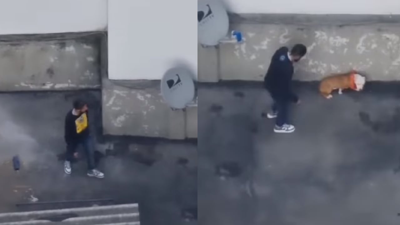En redes sociales circula un video de maltrato animal, en una casa ubicada en el centro de Bogotá. Foto: captura de pantalla video Instagram @charlieactor