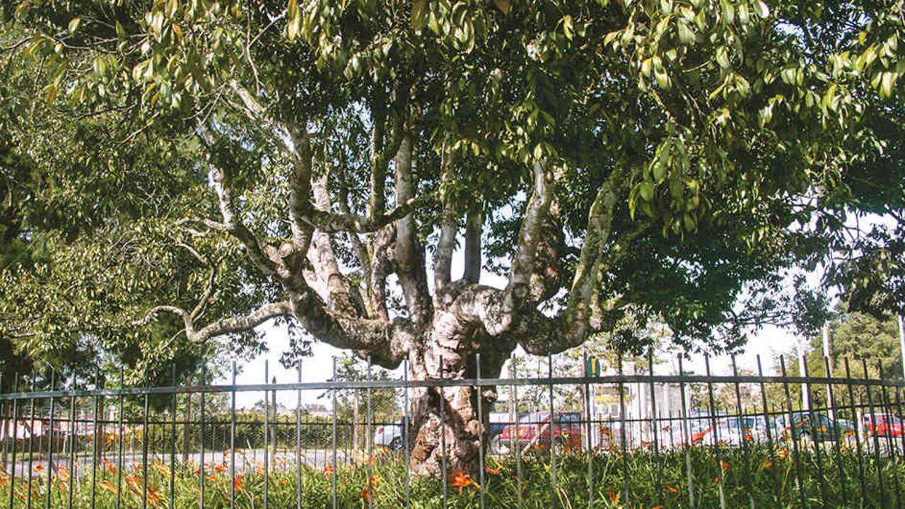 De este árbol endémico de Antioquia, el único ejemplar que ha estado en pie tantos años es el de Rionegro.