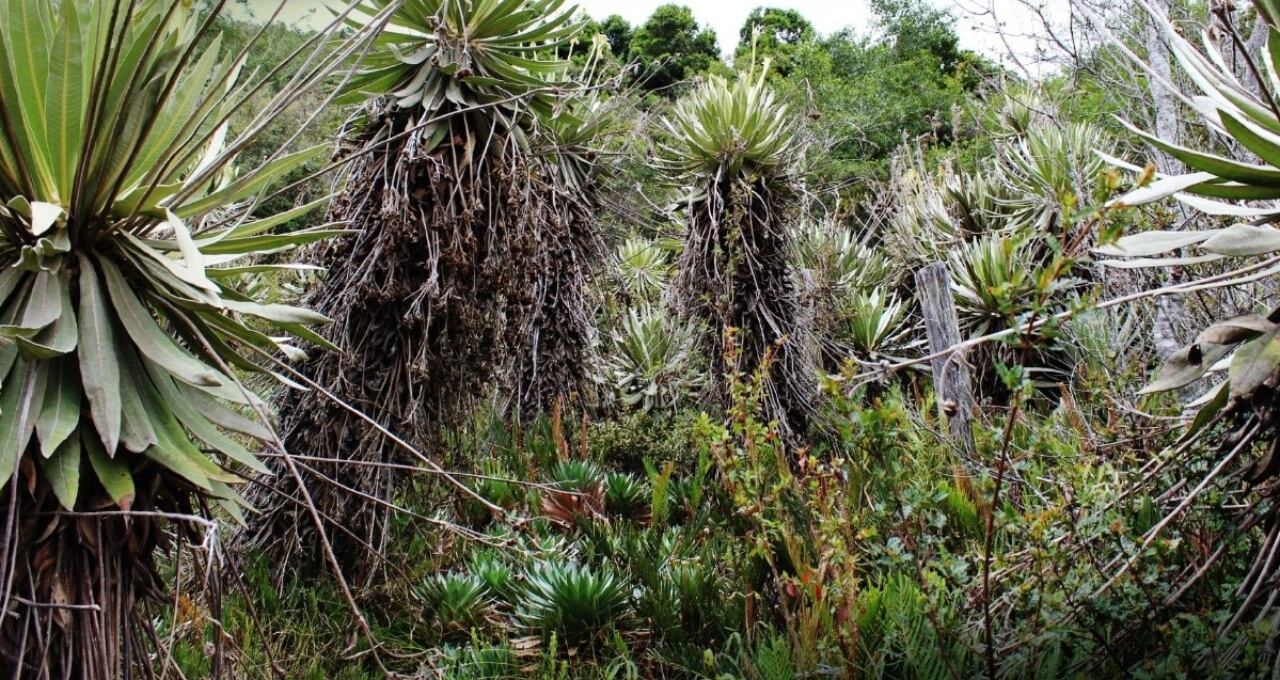 Páramo Alto de las Águilas, Tuta