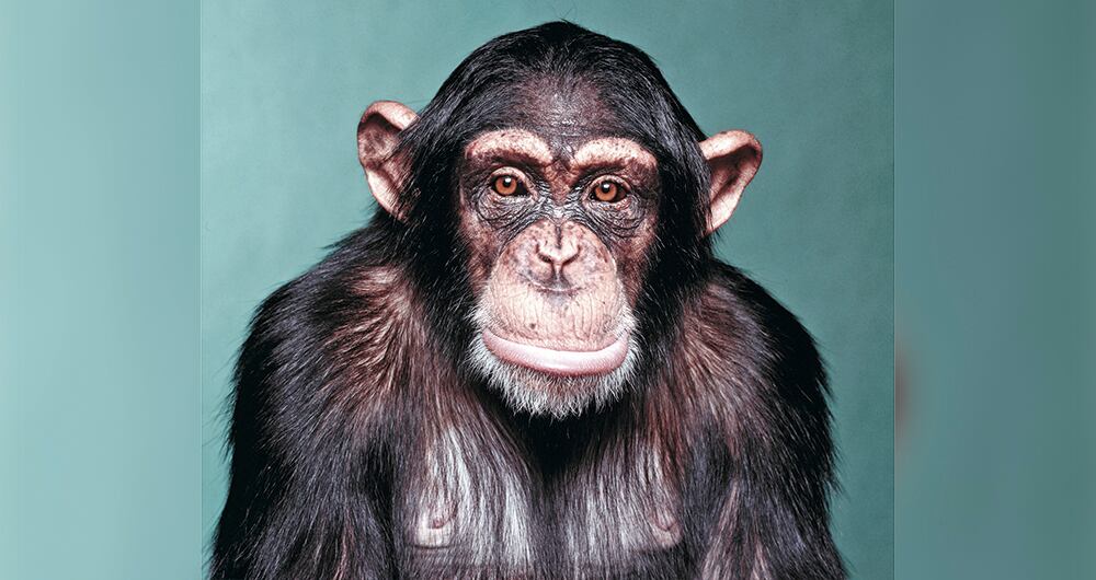 Varias especis de primates están bajando de los árboles, su hábitat natural. 