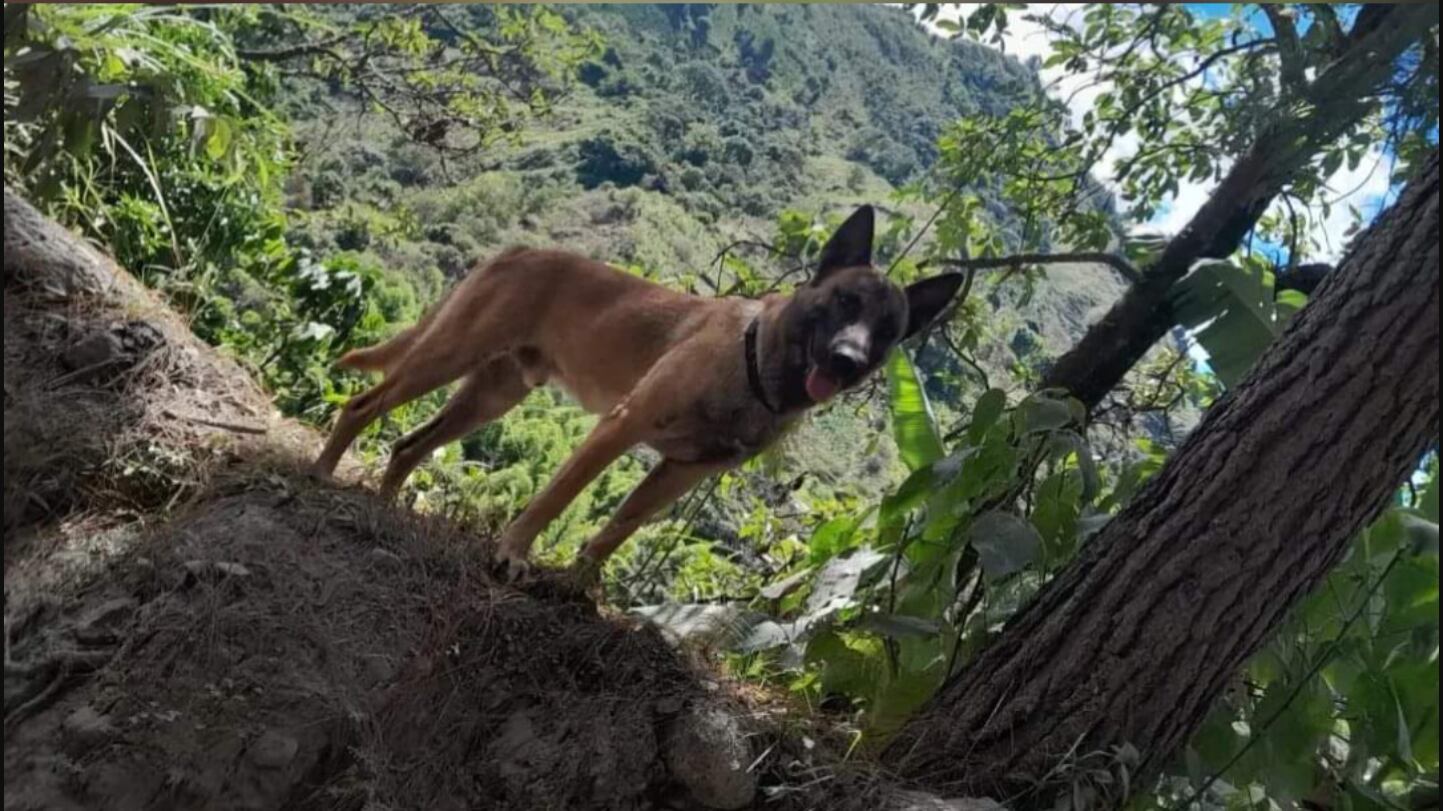 ¿Wilson o no? El Ejército se pronuncia sobre el perro que deambula en Huila.
