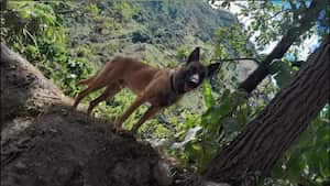 El Ejército emite su respuesta acerca del perro deambulando en Huila: ¿Es Wilson?