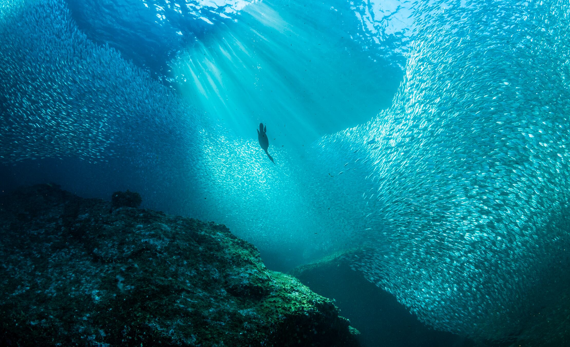La vida en el abismo marino sorprende con animales capaces de sobrevivir sin luz ni sistema digestivo.