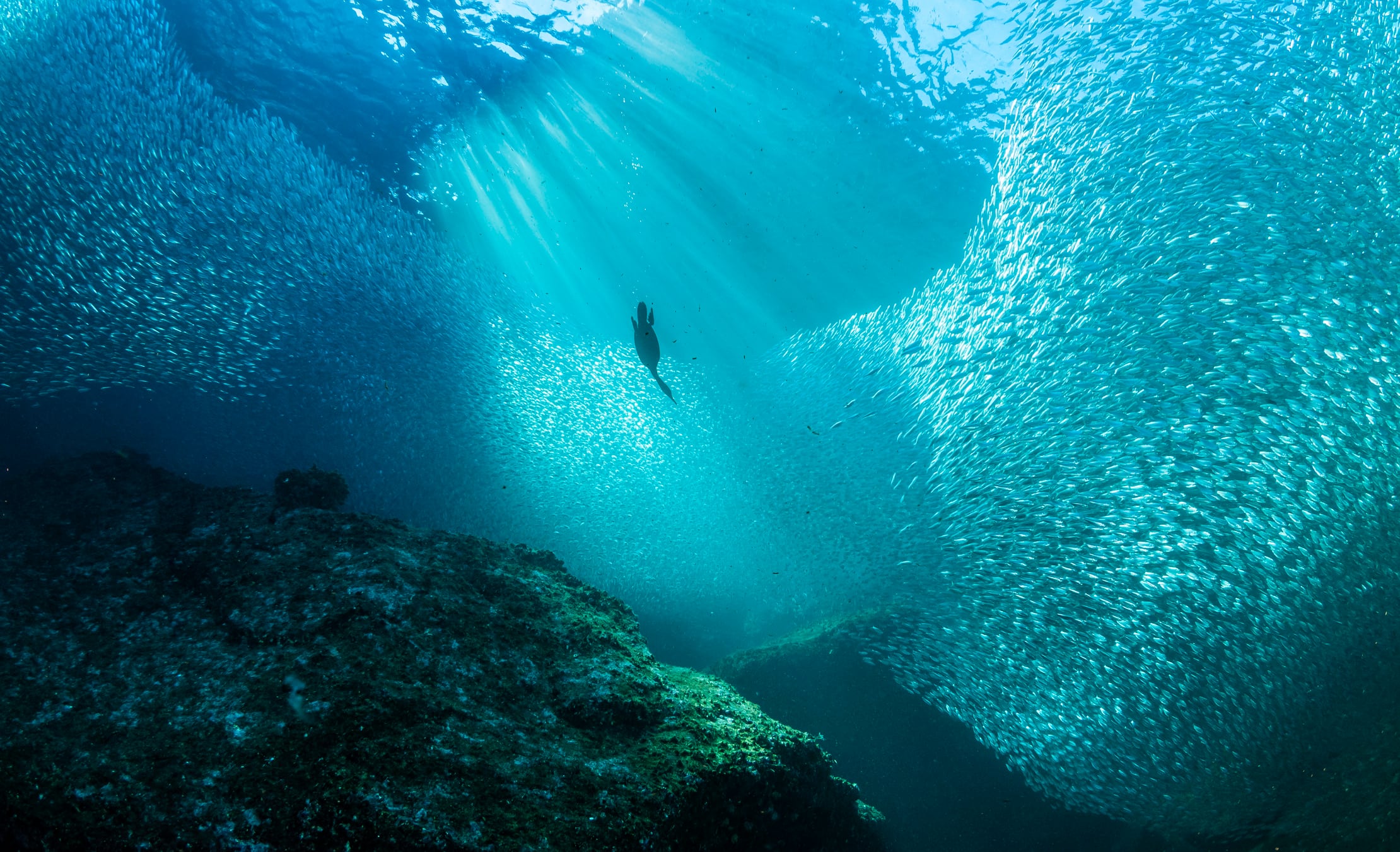 La vida en el abismo marino sorprende con animales capaces de sobrevivir sin luz ni sistema digestivo.