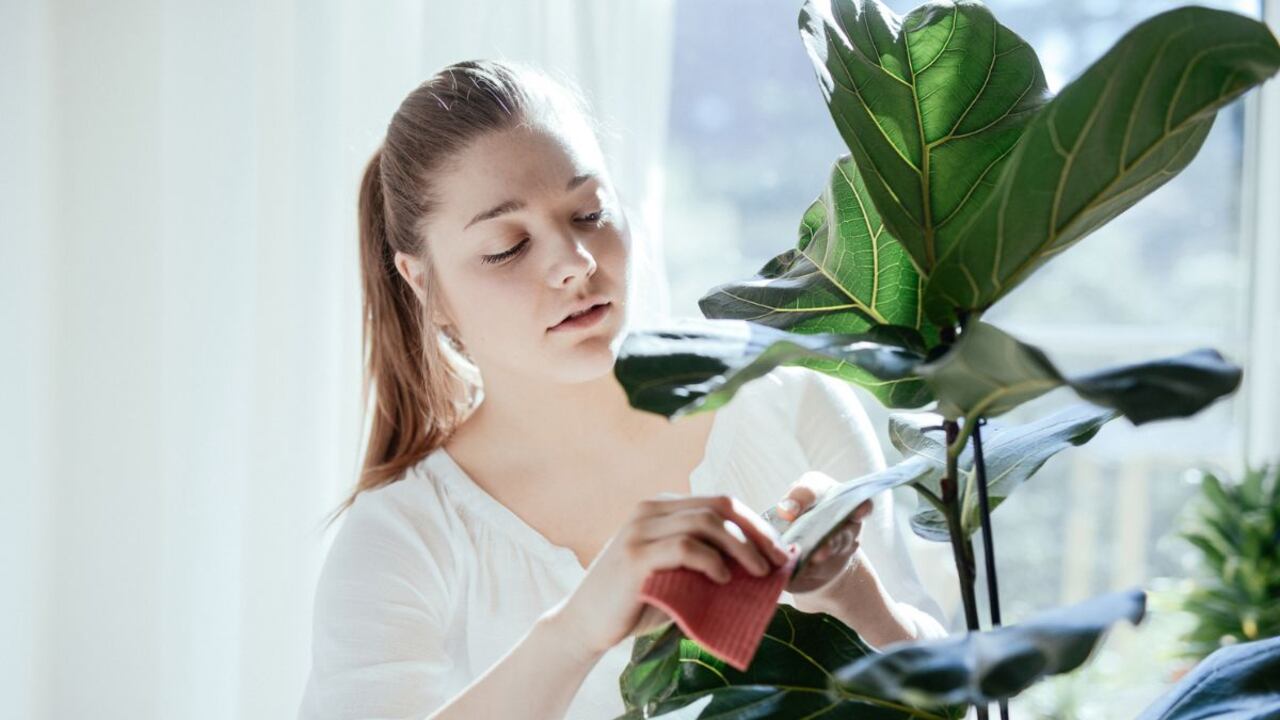El jabón es una forma en la que se pueden prevenir las plagas en las plantas.