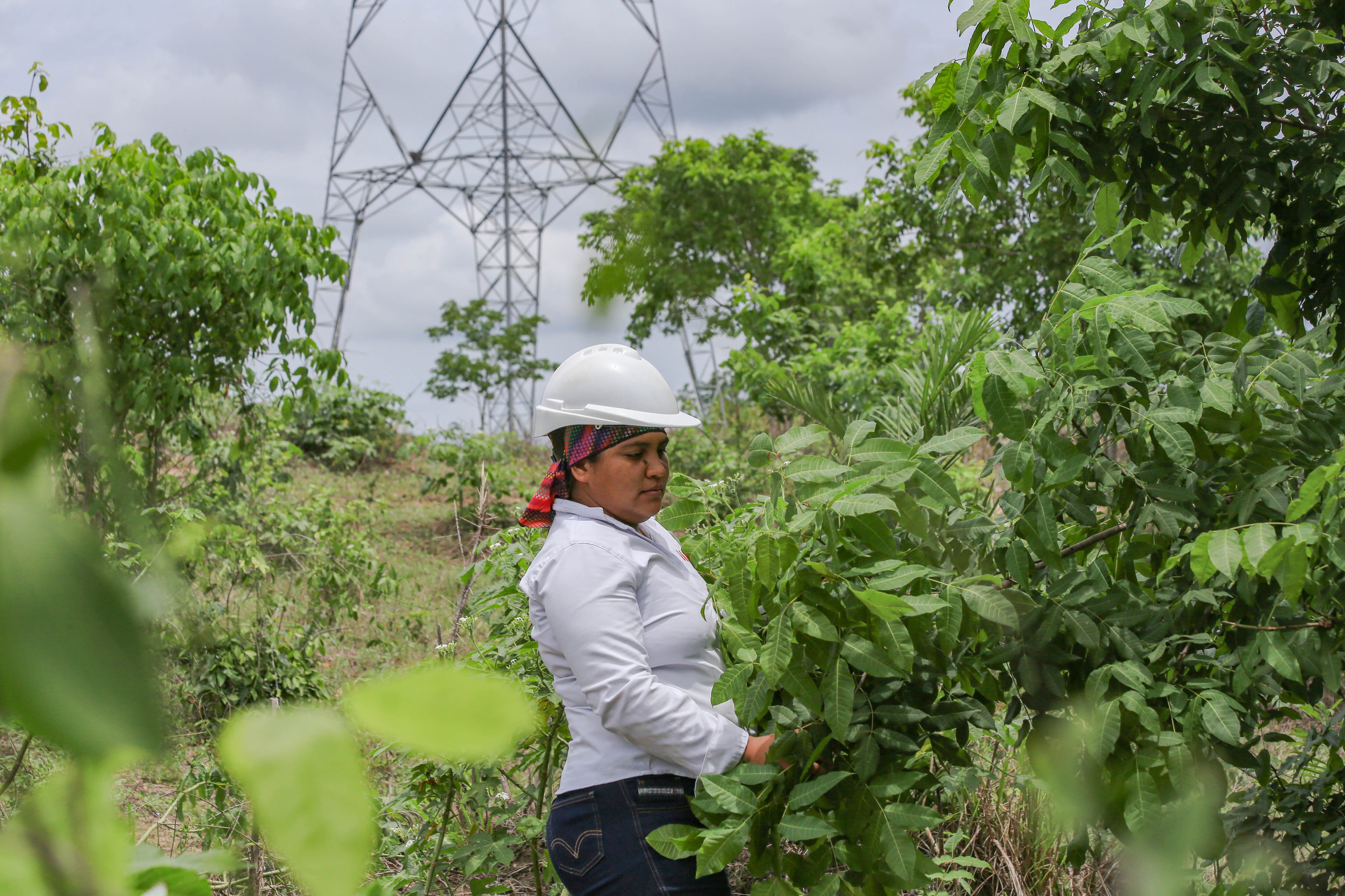 En el rubro de adaptación basada en comunidades, ISA Intercolombia adelanta programas que solo en 2024  beneficiaron a 15.699 personas.