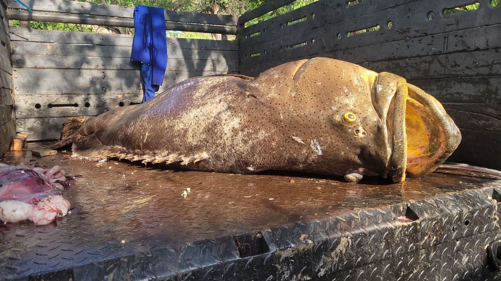 Pez Mero de 300 kilos atrapado en el Atlántico