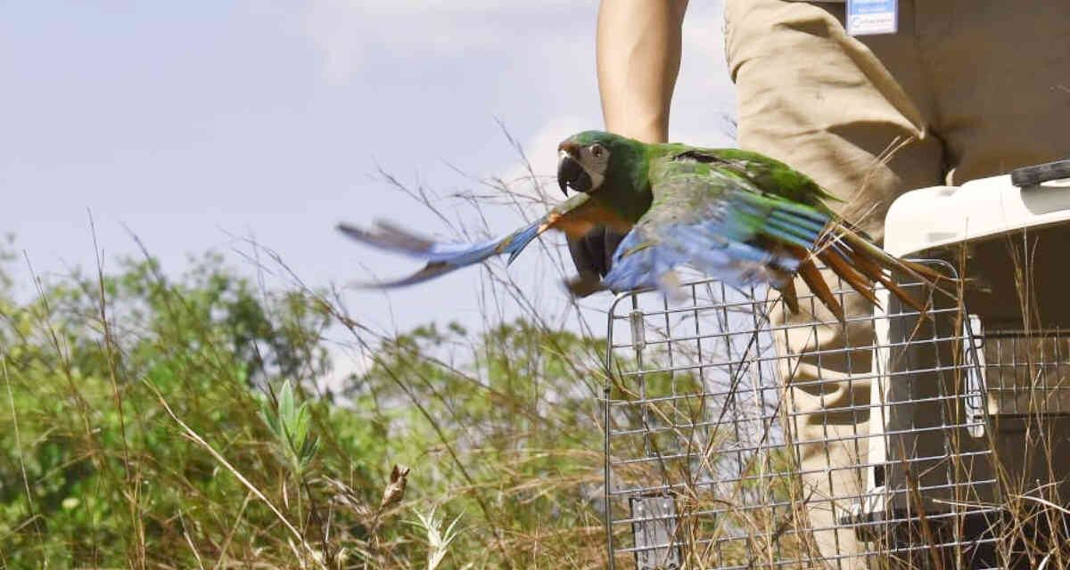 El tráfico de fauna es uno de los delitos que se pretende combatir con el presente proyecto.  Foto: CAM Huila - Colombia hoy. 
