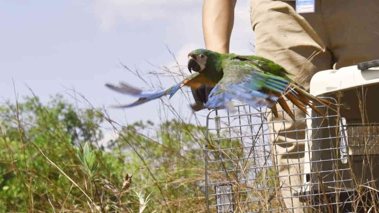 Autoridades ambientales recuperan animales que en algunas oportunidades pueden retornar a su hábitat. Foto: CAM Huila - Colombia hoy.