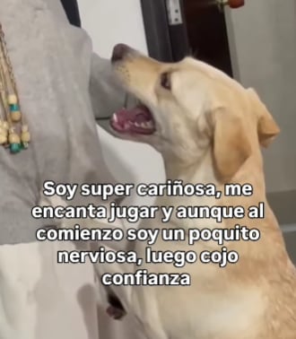 La perrita fue rescatada en Medellín luego de que fuera abandonada junto a sus pertenencias en Medellín.