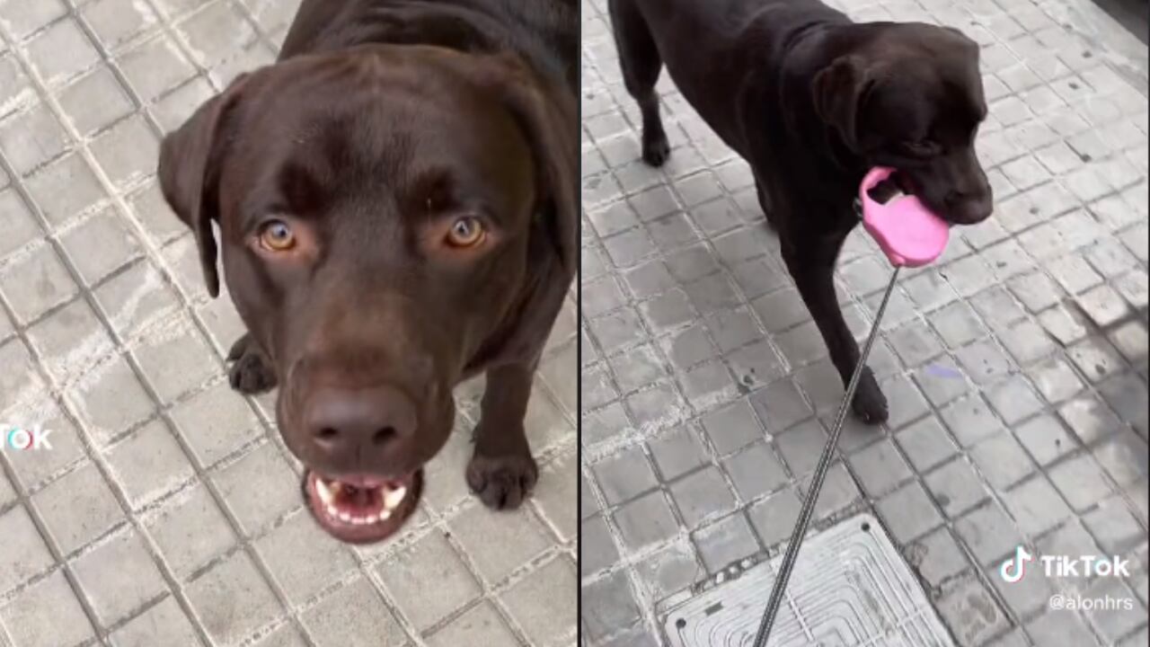 "Te amo, perrito que pasea a su dueño", le dicen al labrador por liderar los paseos con su propietario.