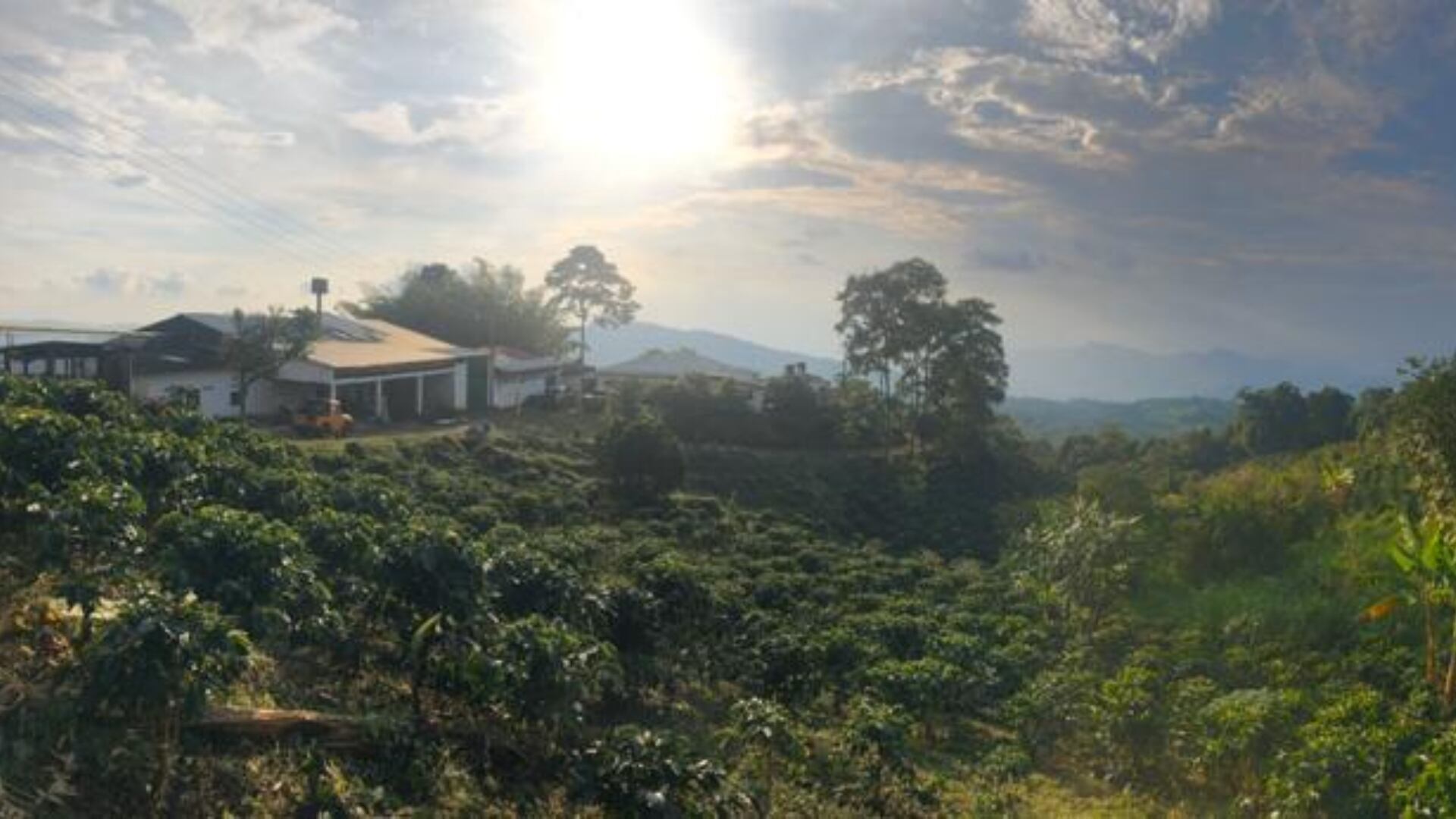Paisaje cafetero colombiano.